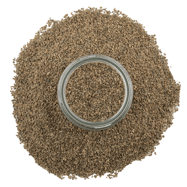 celery plant seeds Celery Seeds | Celery Seed Spice