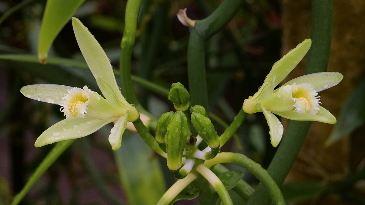 Tahitian Vanilla