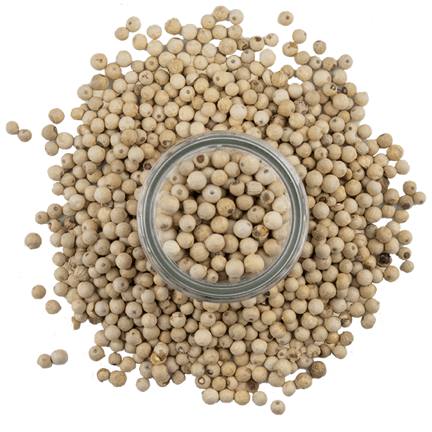 white-peppercorns-3.png|algolia