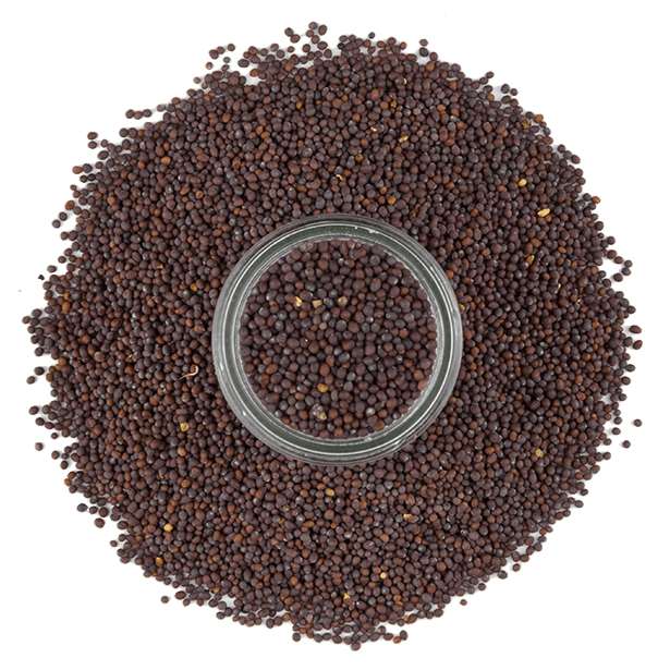 overhead view of Mustard Seed