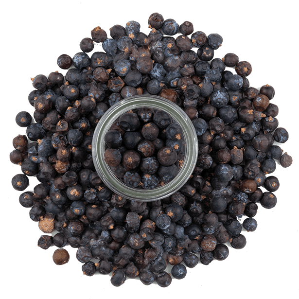 juniper-berries-3.png|algolia