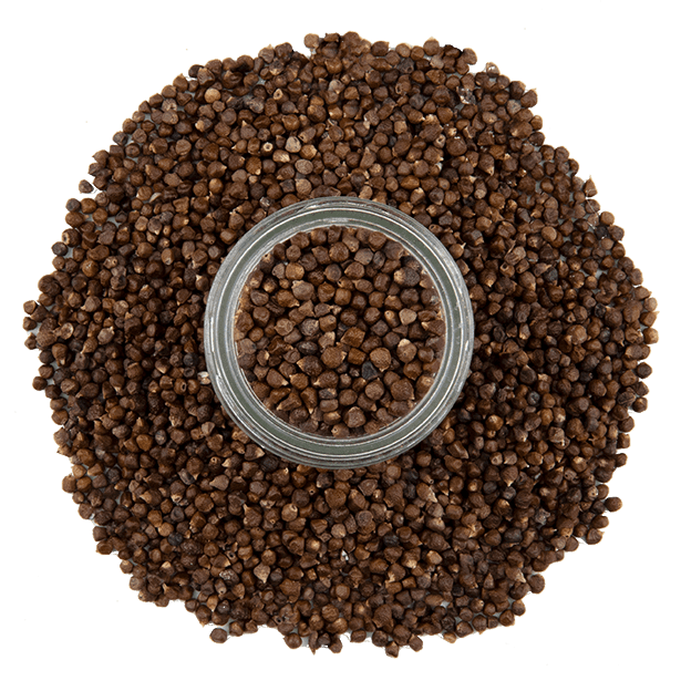 Grains of Paradise Spice