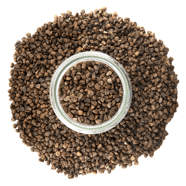 cardamom-seeds-3.png|algolia